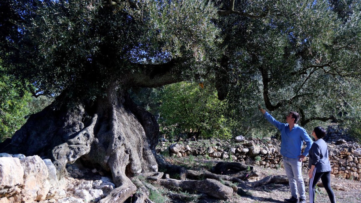 Pagesos i entitats alerten que la manca d'ajuts posa en perill la protecció de les oliveres mil·lenàries
