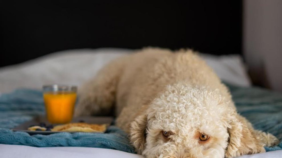 Cinco hoteles de la ciudad de Tarragona permiten el alojamiento de mascotas