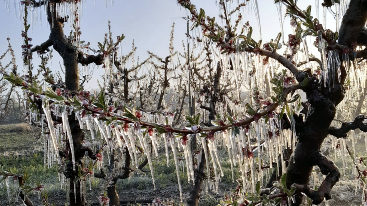 Acció Climàtica inicia el pagament d'ajudes als municipis tarragonins que van patir les gelades a l'abril