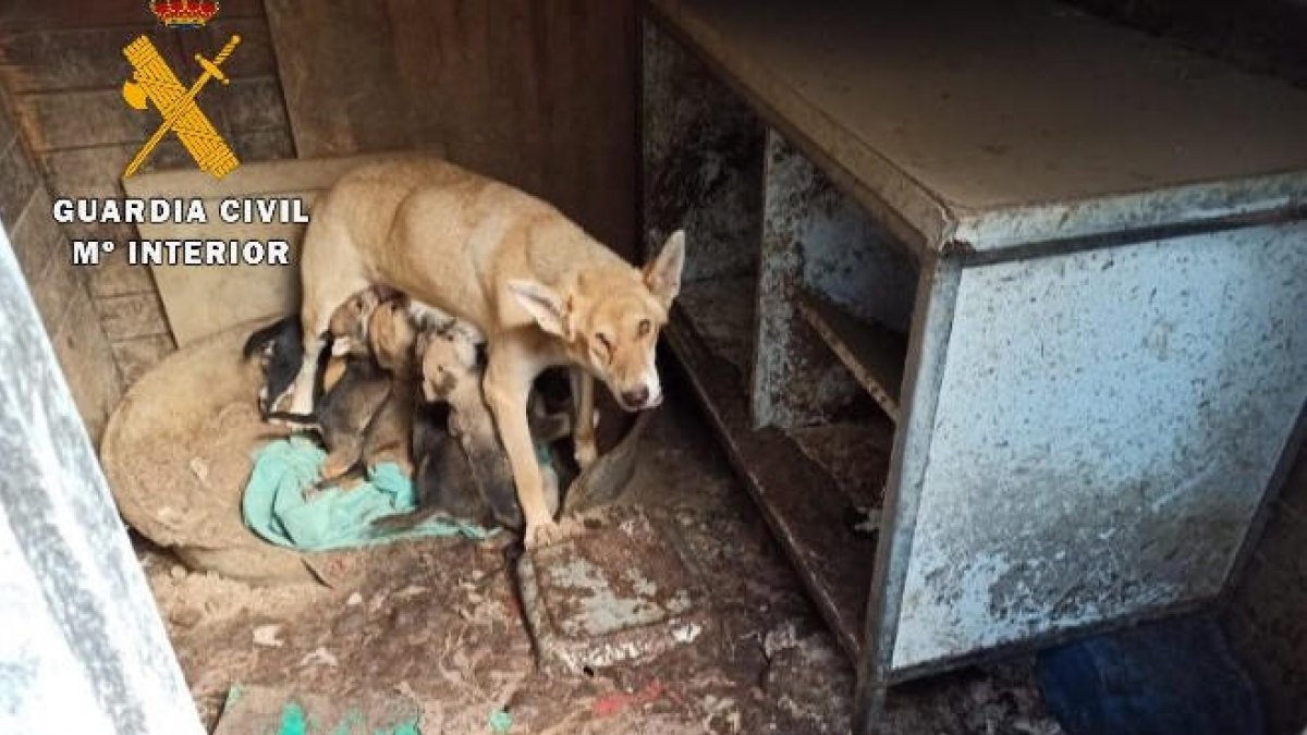 Localizan 12 perros muertos y rescatan 18 más de abandonados en una finca de Lloret
