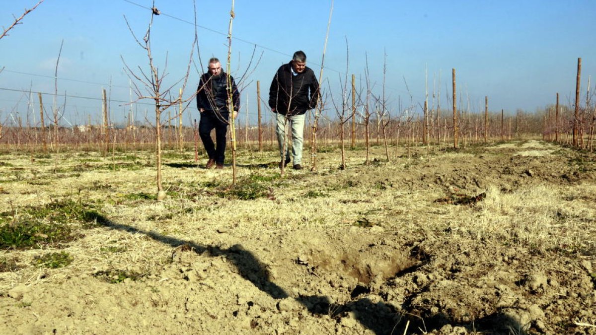 Agricultores piden medidas para combatir la fauna salvaje y alertan de que en dos años habrá «más jabalíes que campesinos»