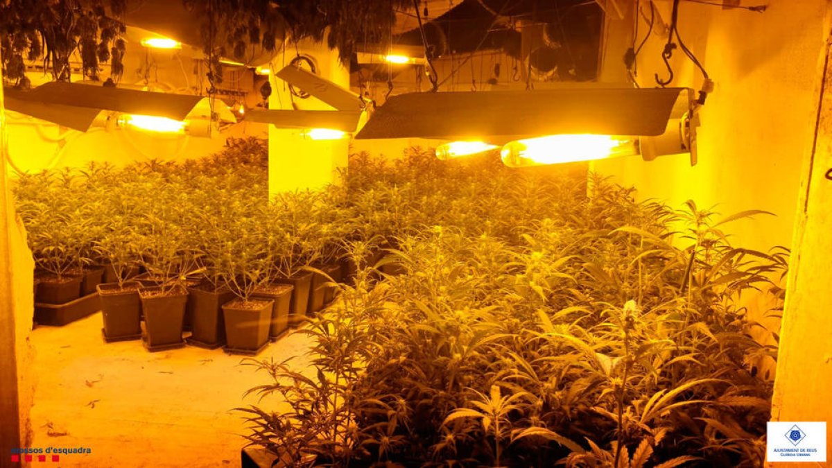 Desmantellen tres plantacions de marihuana al barri Mas Pellicer
