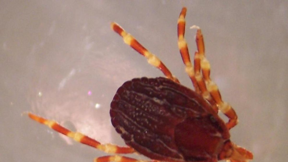 Alerten de la presència d'una plaga de paparres al Baix Penedès