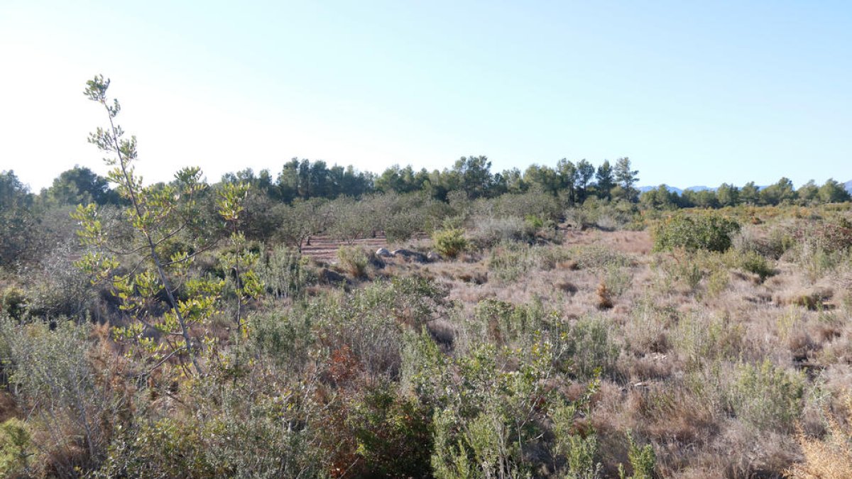Instalarán un parque fotovoltaico en Mont-roig para suministrar energía a la empresa de baterías
