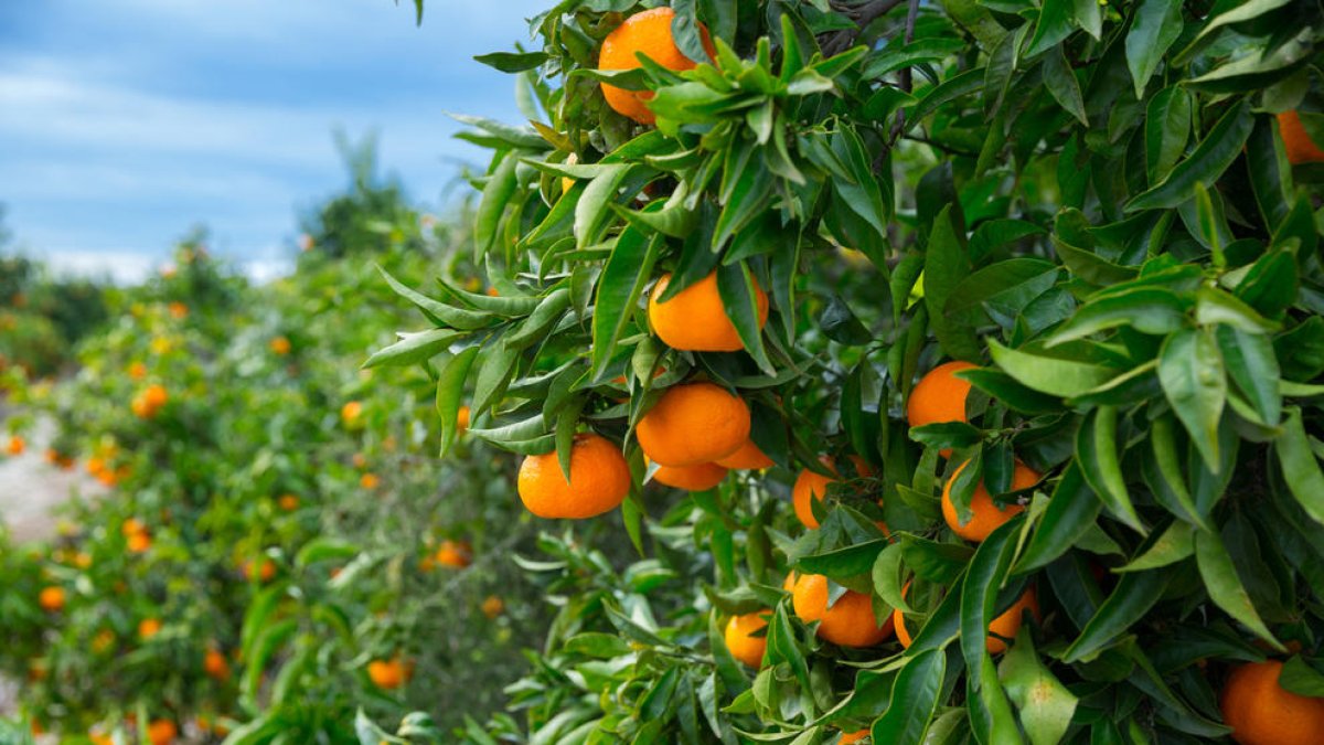 15 aliments molt nutritius i que ajuden a perdre pes