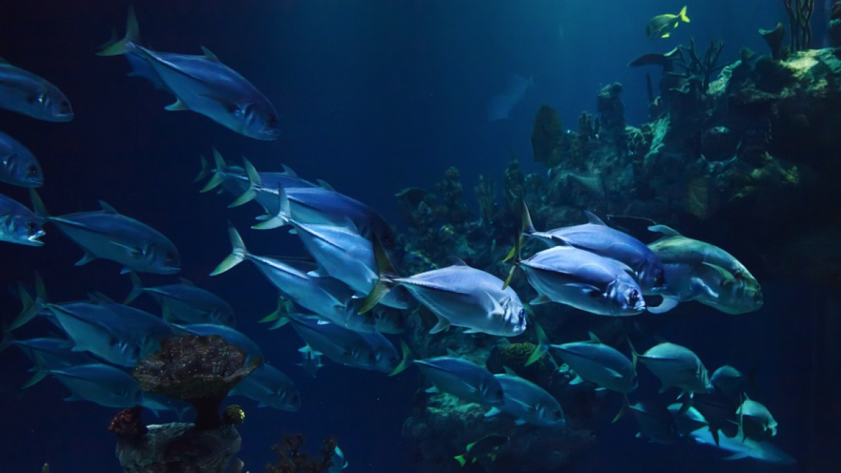 El calentamiento de los océanos reducirá el tamañp de los peces de aguas profundas, según un estudio