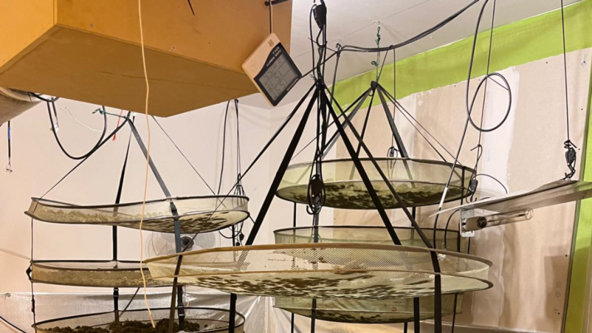 Intervenen 240.000 euros en marihuana en una plantació a Coma-ruga