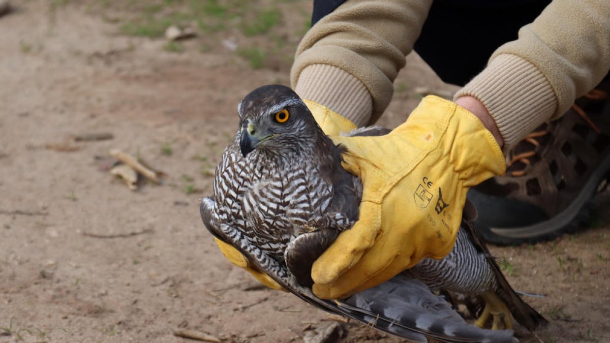 Alliberen un astor a Banyeres del Penedès per reivindicar la riera de la Bisbal
