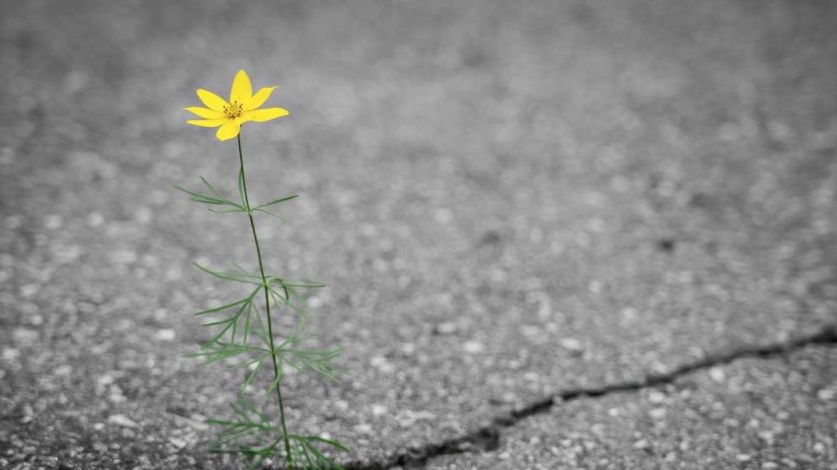 La URV participa en un projecte per produir asfalt a partir de purins