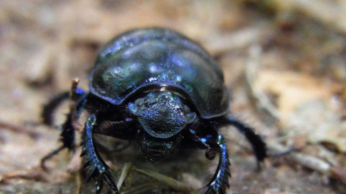 Europa autoriza la comercialización de las larvas del escarabajo del estiércol como nuevo alimento