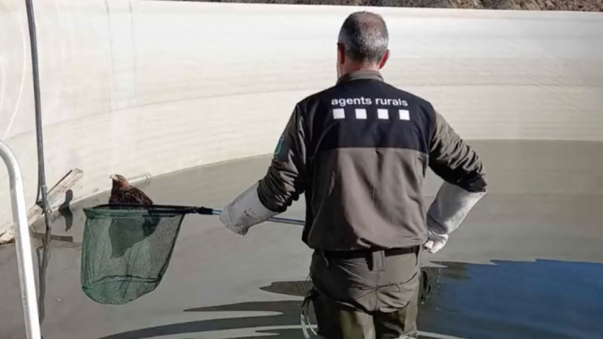 Agentes Rurales rescataron en enero un águila dorada atrapada en una balsa en el Priorat