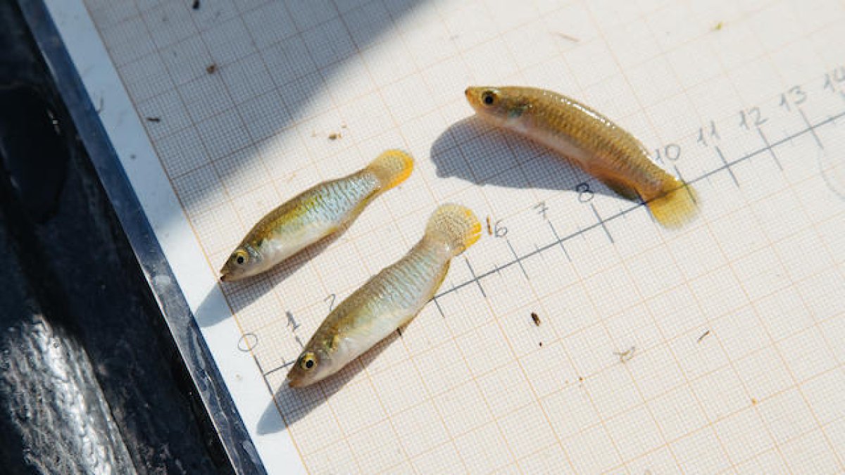 Operació: salvar el samaruc