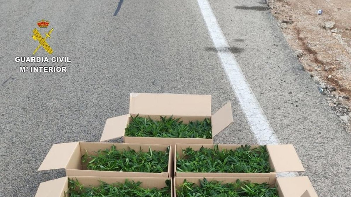 Intervenen més de mil plantes de marihuana que transportaven amb cotxe a la Bisbal
