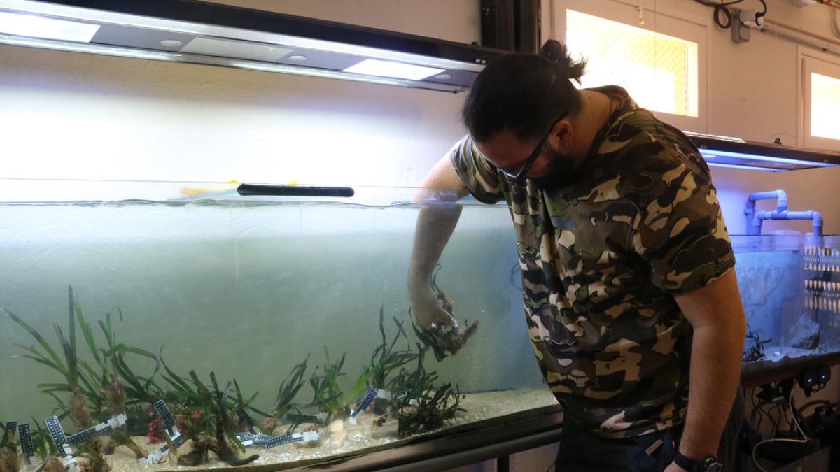 Calafell protege y repara ejemplares de posidonia expulsados por los temporales de mar
