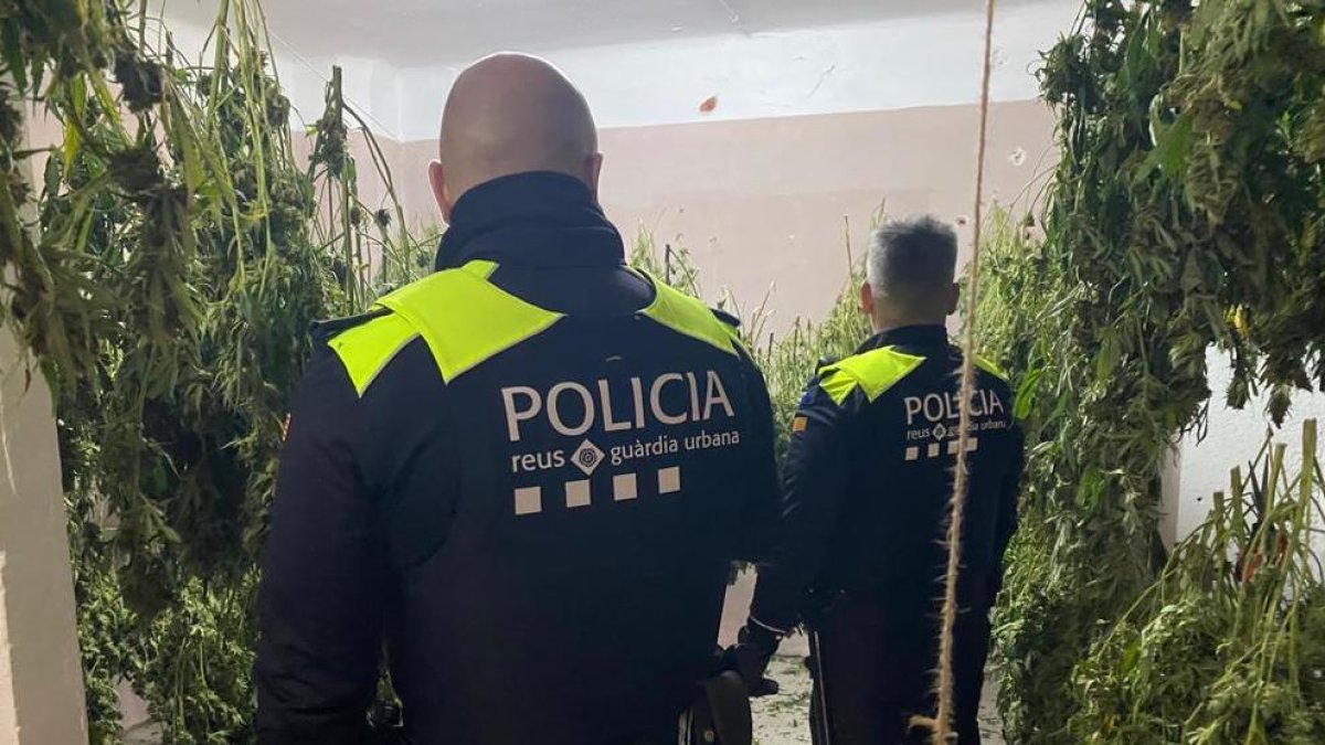 Desmantellen una plantació de marihuana al barri Gaudí de Reus