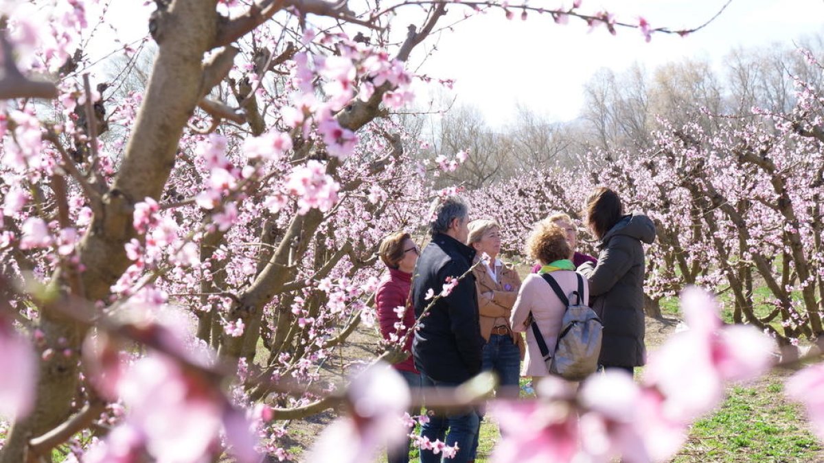 La Ribera d'Ebre programa experiències turístiques per gaudir de la floració dels arbres fruiters