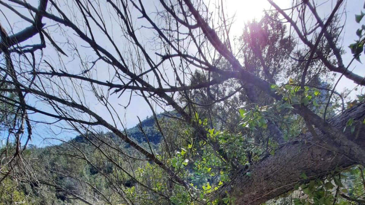 Protecció Civil tanca l'alerta per vent i els Bombers atenen més de 150 avisos, cap de gravetat