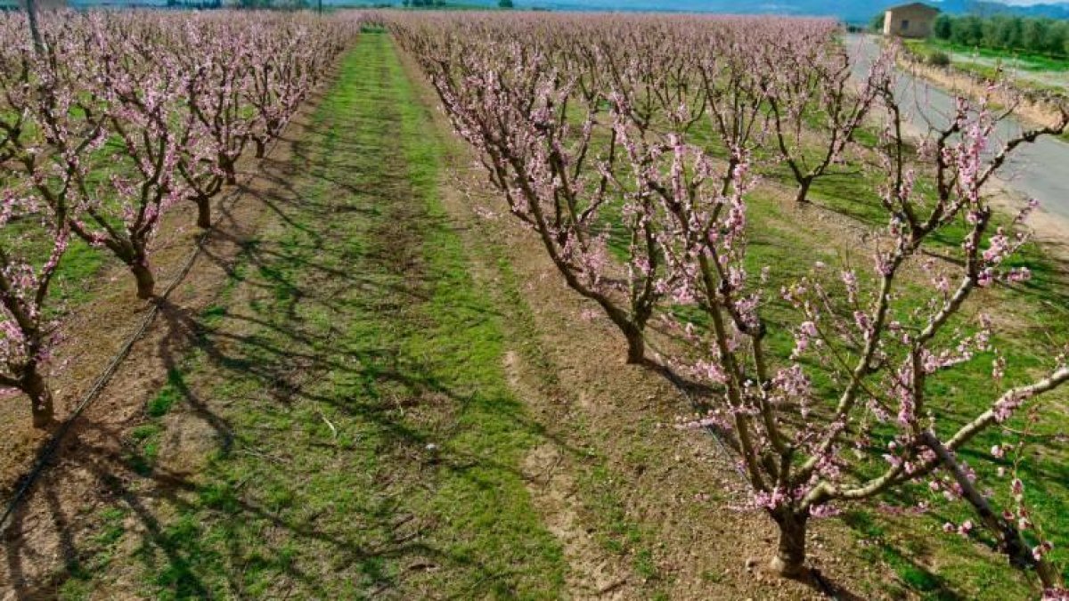 La Ribera d'Ebre impulsa un programa per gaudir de la floració dels arbres fruiters