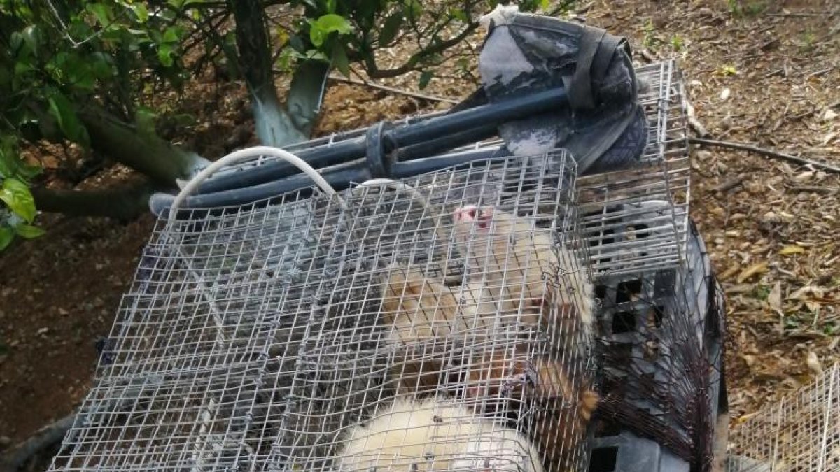 Denuncian dos furtivos cazando conejos con hurones en una zona boscosa de Roquetes