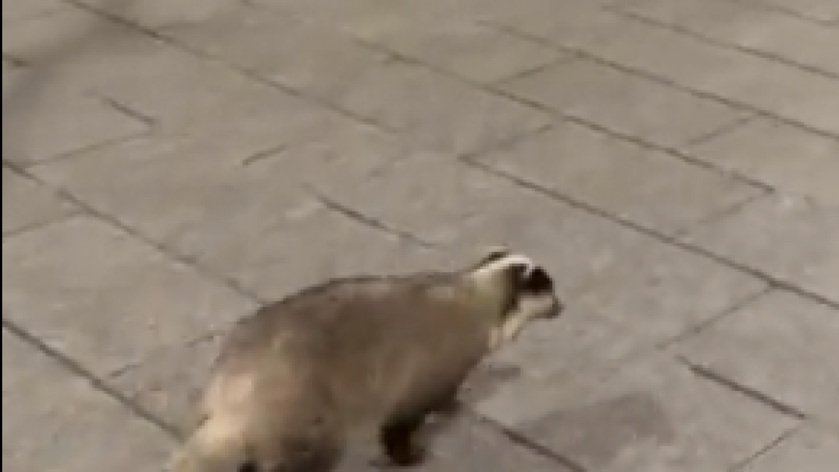 Un teixó es passeja pel centre de Santa Coloma de Queralt durant la nit