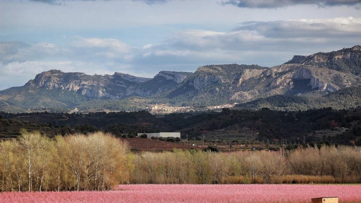 Se alza el telón de la floración en la Ribera d'Ebre