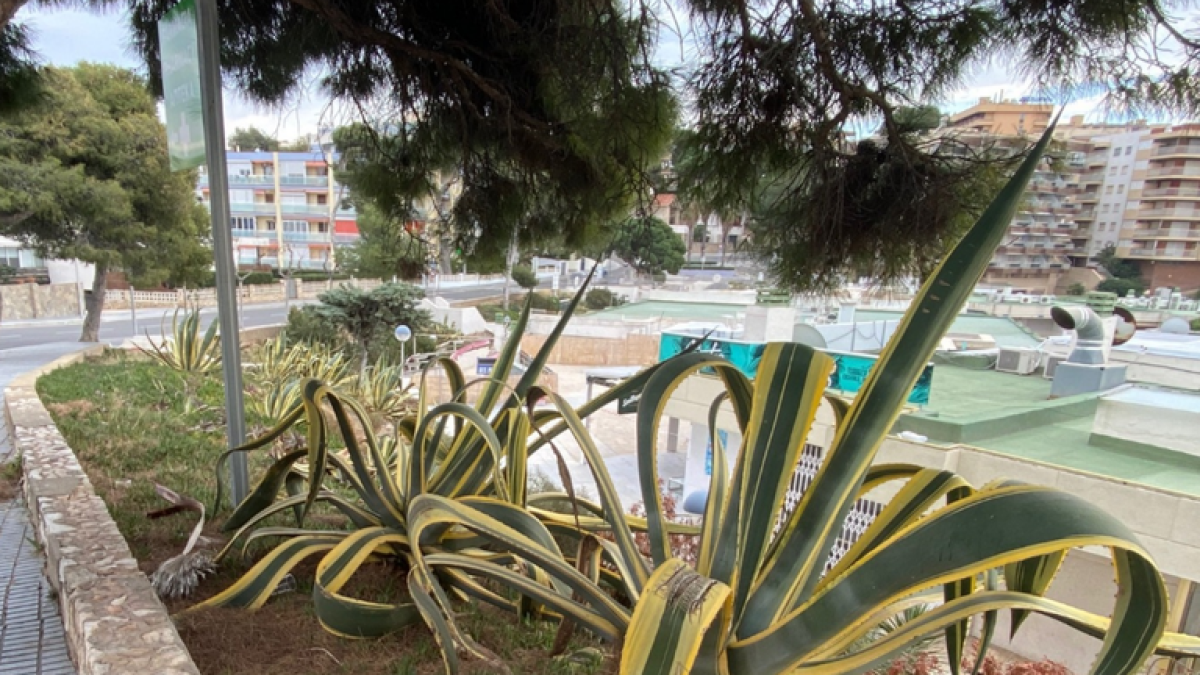 Salou enjardinarà els parterres del carrer Brussel·les amb plantes autòctones