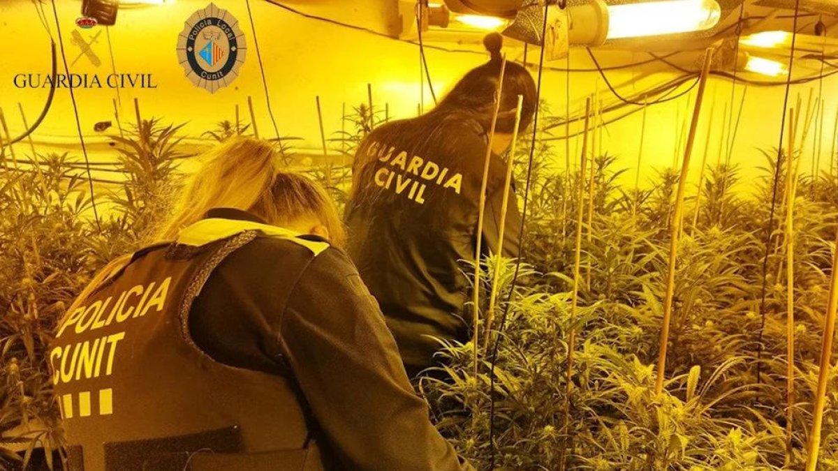 Desmantellada per segona una vegada en poc més d'un any una plantació de marihuana a Cunit