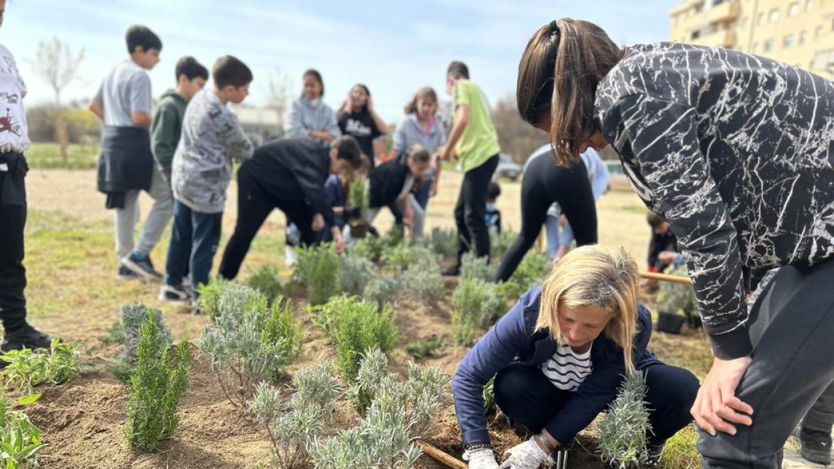Uns 300 joves planten pins i plantes aromàtiques entre Torreforta i Riuclar