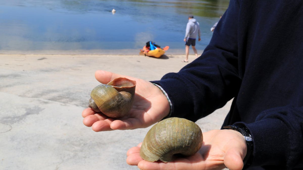 Donen per erradicat oficialment el caragol maçana del tram de l'Ebre de Miravet