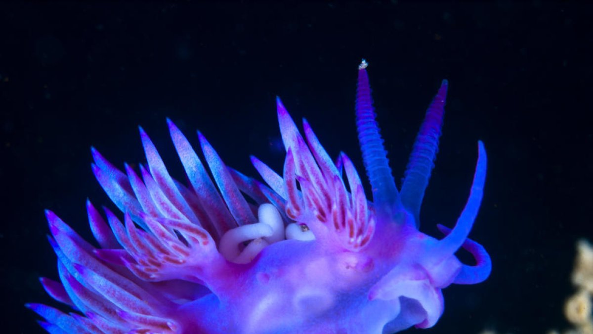 El Parc Subaquàtic i el Port de Tarragona estrenen nova exposició 'Secrets Marins'