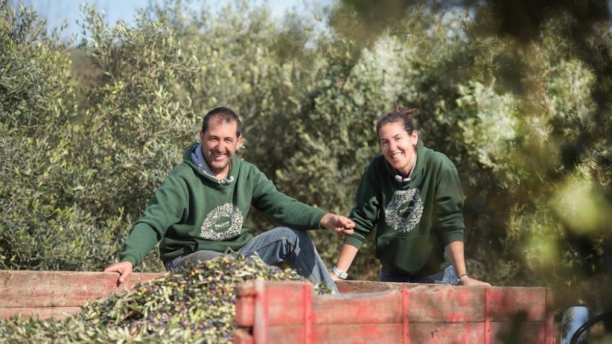 Una empresa de la Bisbal gana un premio internacional por su aceite de oliva virgen extra ecológico