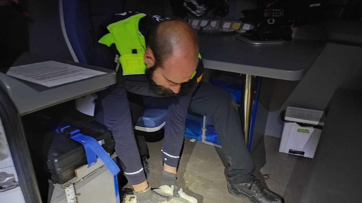 Encuentran una cigüeña herida en la plaza del Nen de les Oques