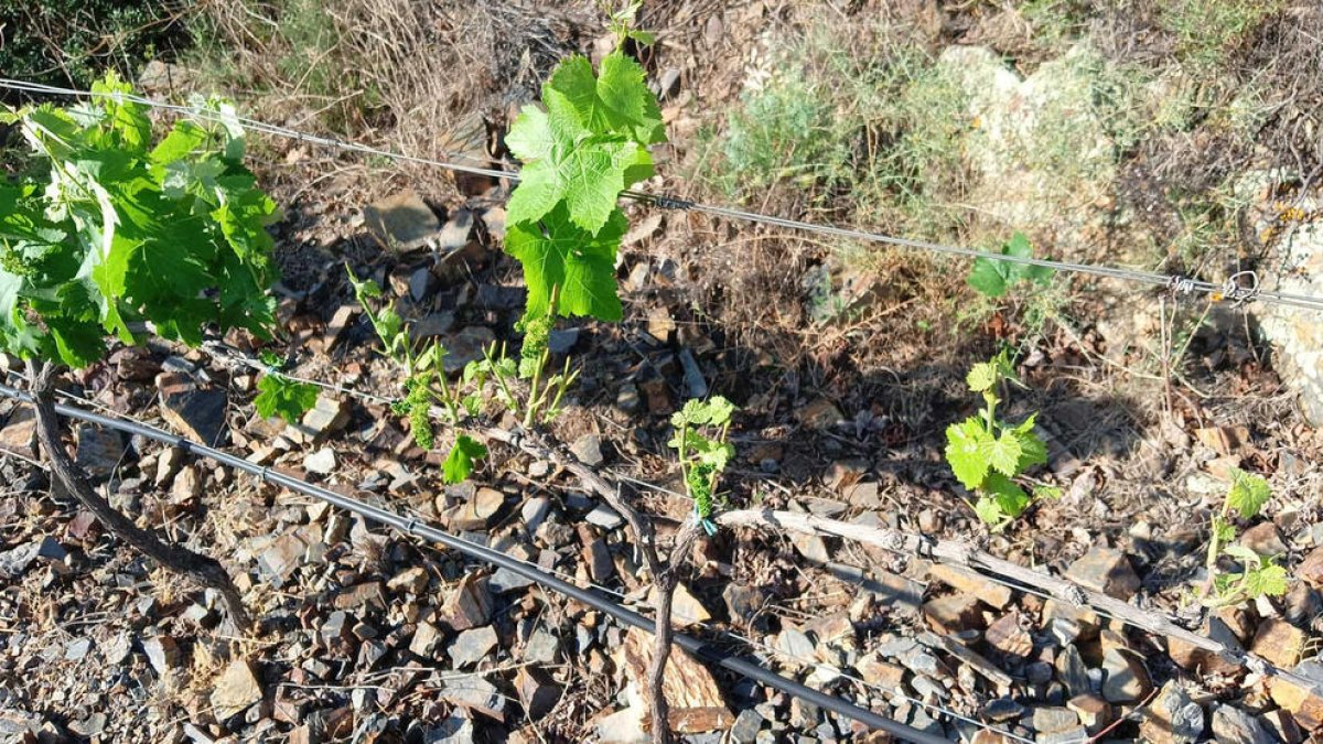 Reclaman más facilidades para cazar corzos en el Camp de Tarragona y el Penedès