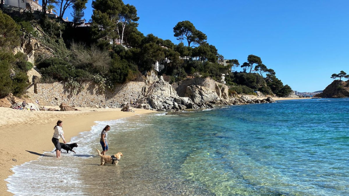 Més de la meitat de municipis catalans de costa tindran platja per a gossos aquest estiu