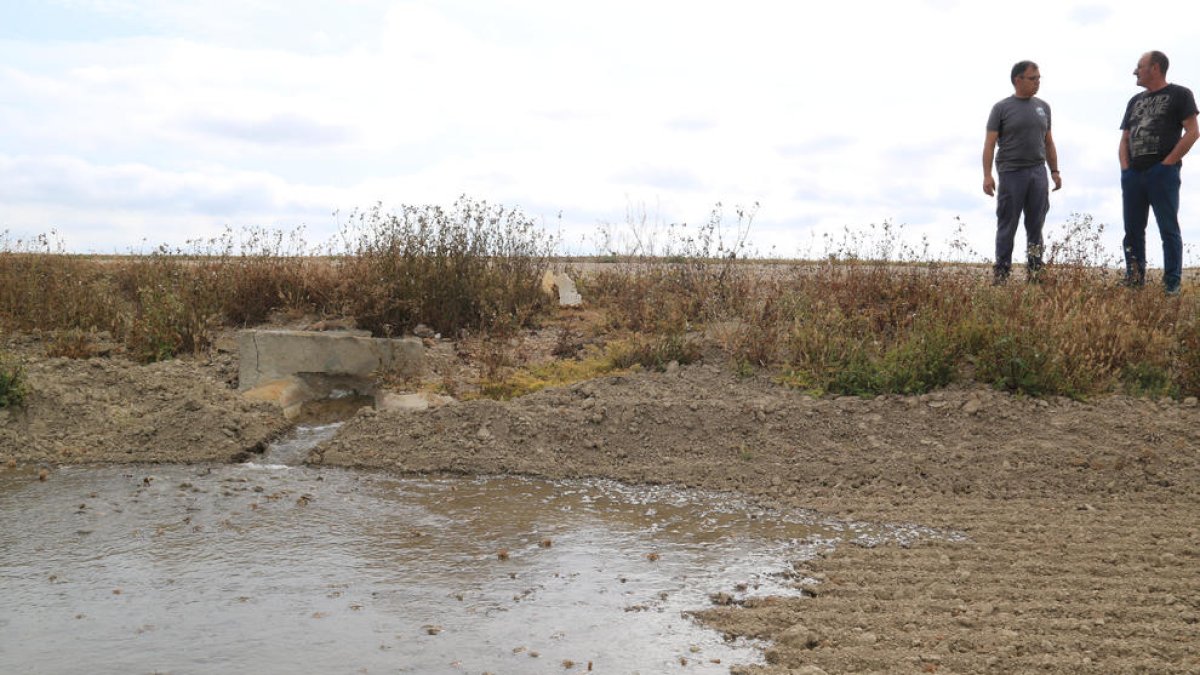 Empiezan a inundar los campos de arroz del Ebre con la mitad de agua de riego