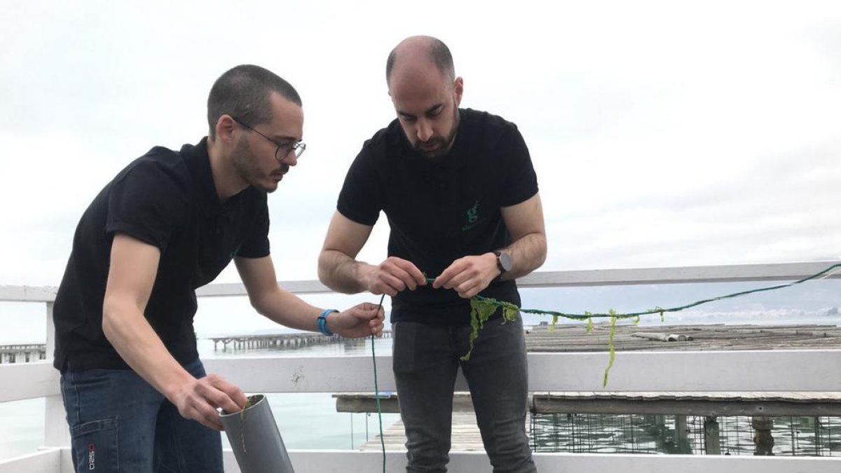 El Delta de l'Ebre serà pioner en la sembra d'algues en cordes a la Mediterrània
