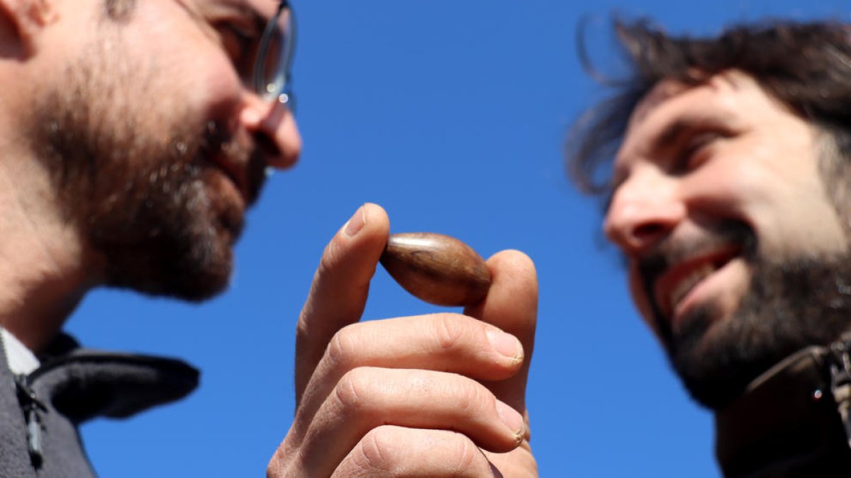 Una empresa de la Nou de Gaià recupera carrascas de bellota dulce a partir de ejemplares que conservan en Horta de Sant Joan