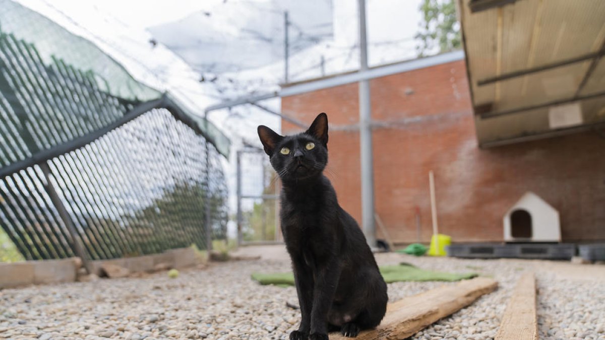 La Protectora de Tarragona alerta que el abandono de mascotas se adelanta en verano