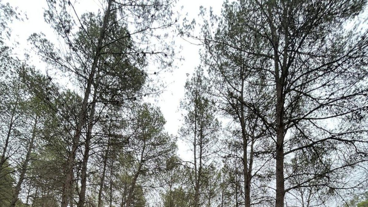 Nou itinerari sensorial a Alcover