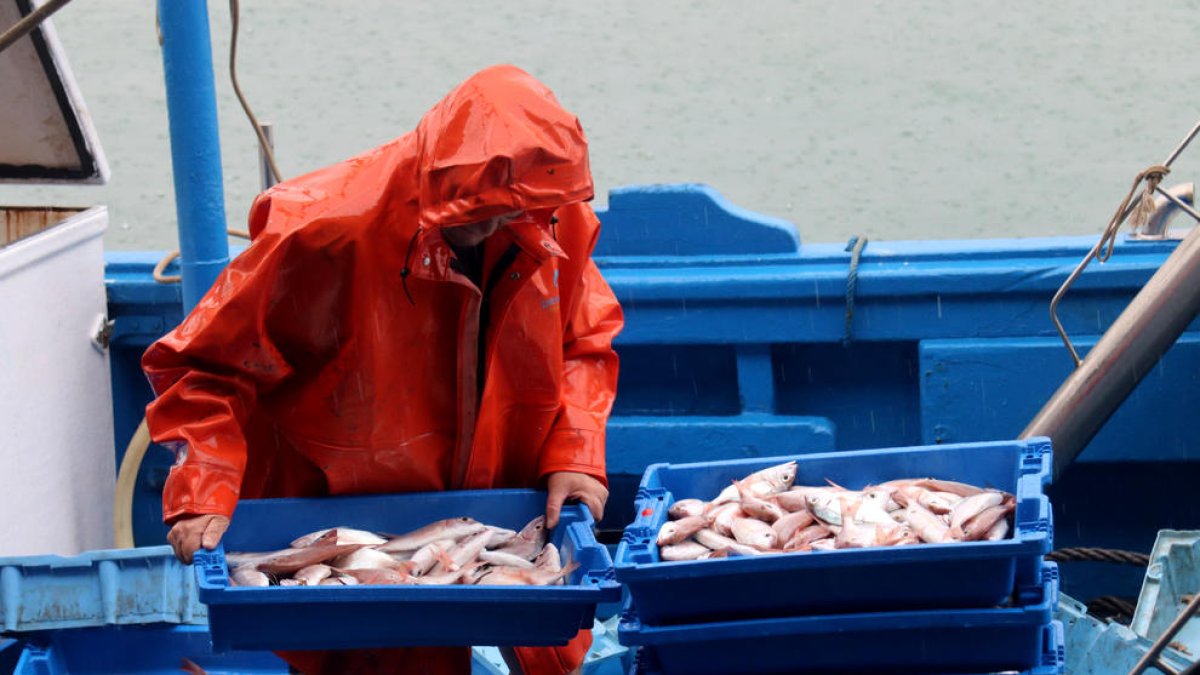 Las barcas de arrastre de Cambrils vuelven a puerto con tres toneladas de pescado después de la veda