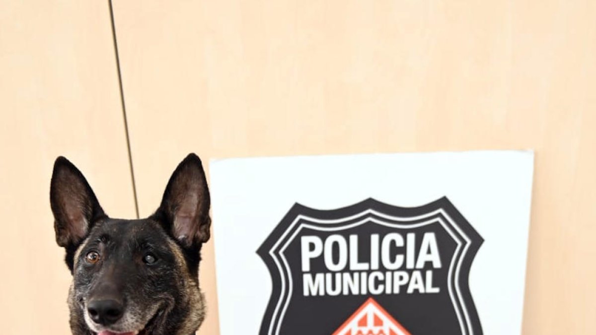 Girona: Detienen a un joven que llevaba un kilo de marihuana envuelto como si fuera un regalo