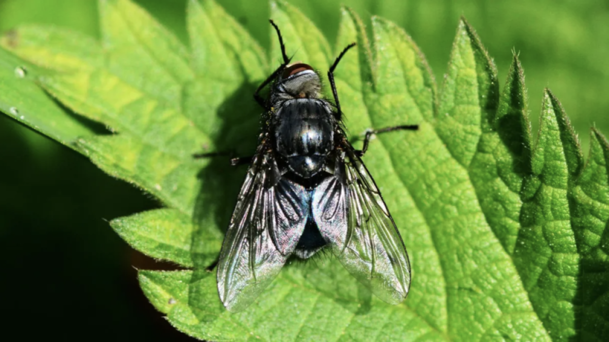 Alertan de la expansión de la mosca negra en España, un insecto que podría llevar a la hospitalización