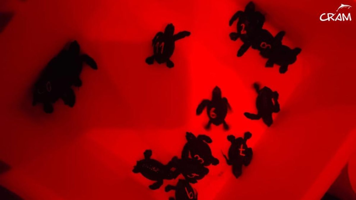 Neixen al Delta de l'Ebre les primeres tortugues careta de la temporada