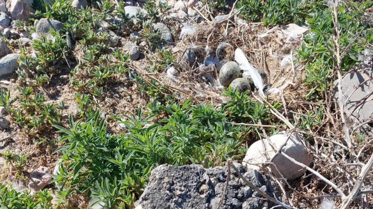Un ejemplar de gaviota de Audouin en un nido encontrado en el recuento del Puerto de Tarragona.