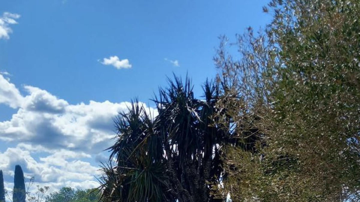 Estabilitzat un incendi de vegetació a Vallmoll