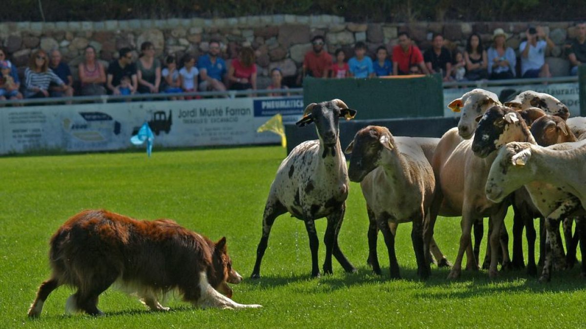 Jose Ramon García y su perro As ganan el 34.º Concurs Internacional de Gossos d'Atura de Prades
