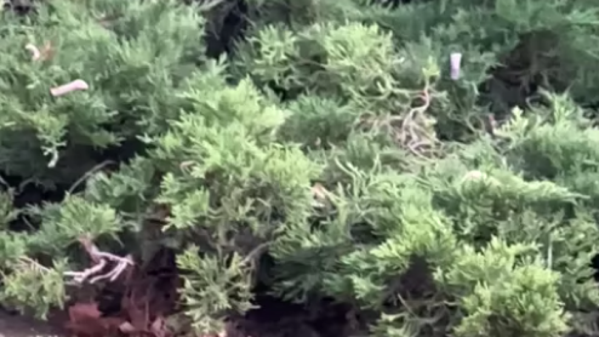 Aigües de Reus intensifica el control de plagas a la plaza de Europa