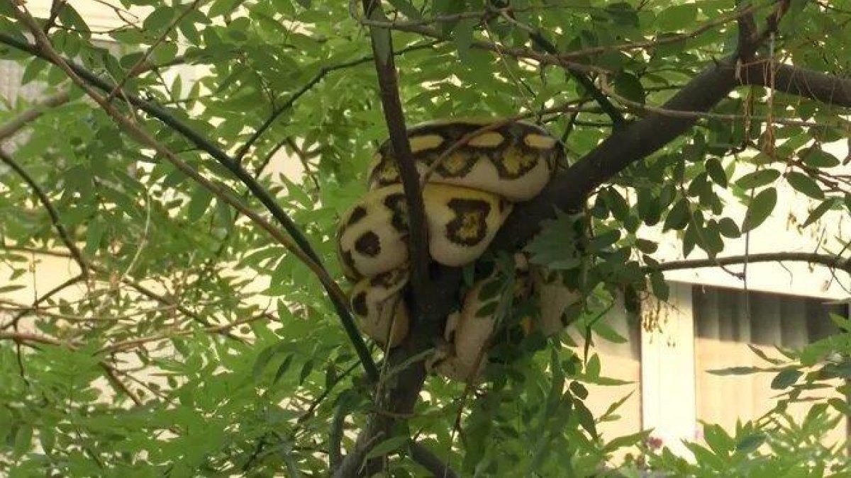 Els Bombers despengen una serp de grans dimensions d'un arbre a Barcelona