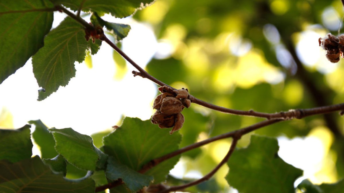 La sequía podría frenar el relevo generacional de la avellana en el Baix Camp