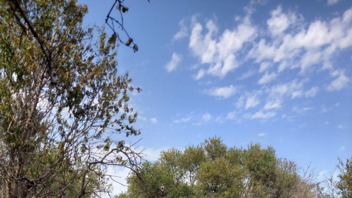 Estabilitzat un incendi de vegetació agrícola a Constantí